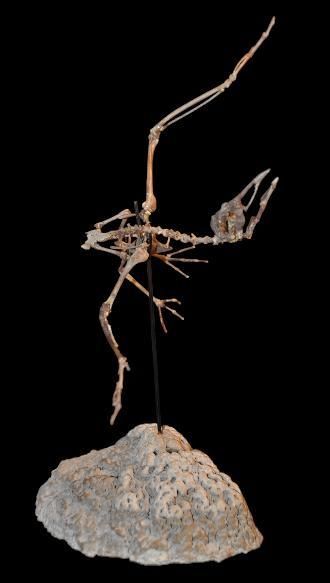 Specimen: Laricola elegans
Location: Montaigu...