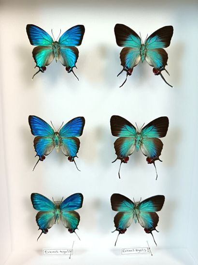 Magnificent box of 3 pairs of the Thecla...
