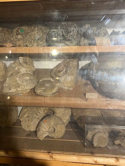 Very important lot of shells and paleonthological...