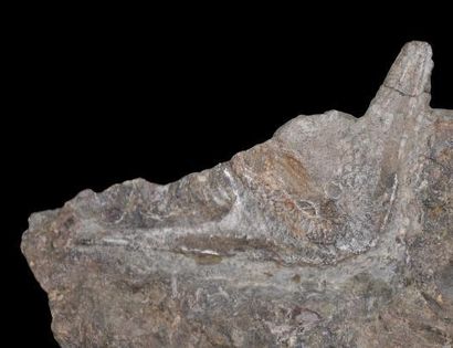 Specimen: Cephalaspis
Location: Podolia,...