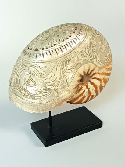 Engraved Nautilus ( Nautilus Macromphalus)...
