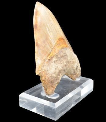 Specimen: Otodus ( Carcharodon) megalodon
Location:...