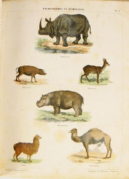 LEREBOULLET (A.)
Zoologie du jeune âge ou...