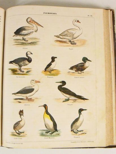 LEREBOULLET (A.)
Zoologie du jeune âge ou...