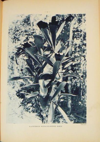 Madagascar - LOUVEL. Atlas des plantes ornementales...