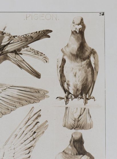 Mathurin MEHEUT (1882 - 1958)
Le Pigeon,...