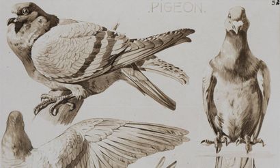 Mathurin MEHEUT (1882 - 1958)
Le Pigeon,...