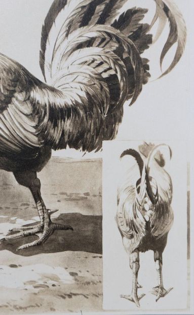 Mathurin MEHEUT (1882 - 1958)
Le Coq, 1911
Lithographie...
