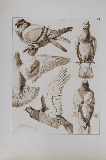 Mathurin MEHEUT (1882 - 1958)
Le Pigeon,...