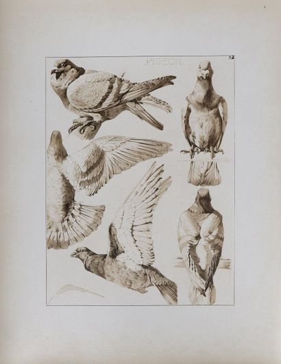 Mathurin MEHEUT (1882 - 1958)
Le Pigeon,...