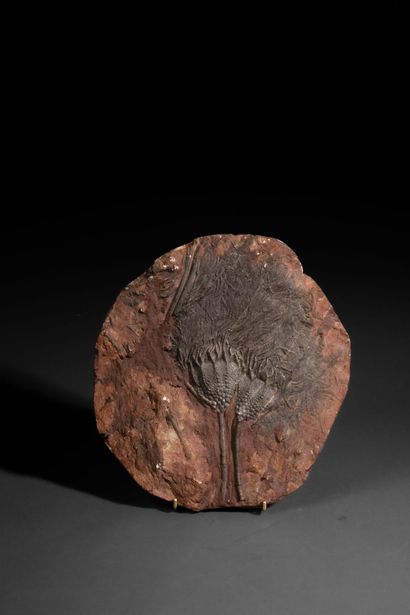 Fossile de collection
Grande crinoïde (Lys...