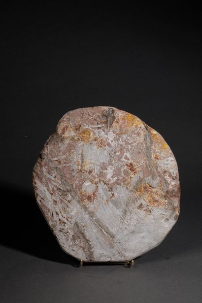 Fossile de collection
Grande crinoïde (Lys...