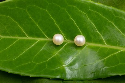 Pair of stud earrings in 750-thousandths...