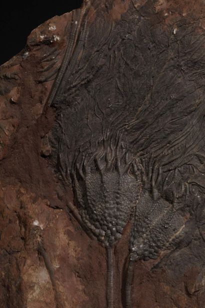 Fossile de collection
Grande crinoïde (Lys...