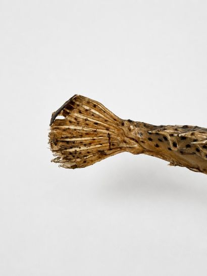 Diodon dit poisson lune monte en lampe
Travail...