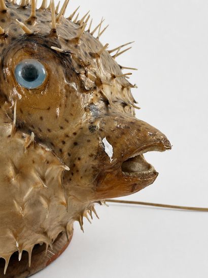 Diodon dit poisson lune monte en lampe
Travail...