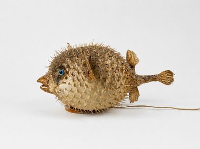 Diodon dit poisson lune monte en lampe
Travail...