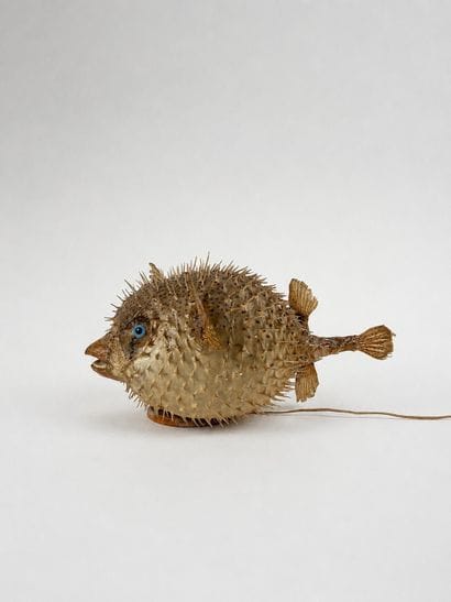 Diodon dit poisson lune monte en lampe
Travail...