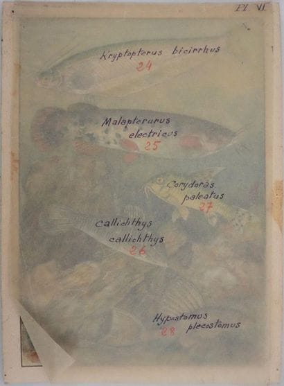 Fernand ANGEL (1881-1950)
Planche d'ichtyologie...