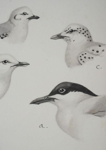 Louis DELAPCHIER (1878-1959)
Planche d'ornithologie...