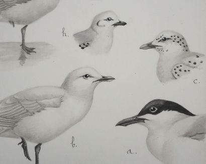 Louis DELAPCHIER (1878-1959)
Planche d'ornithologie...