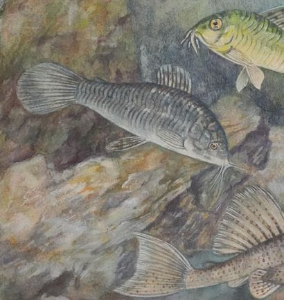 Fernand ANGEL (1881-1950)
Planche d'ichtyologie...