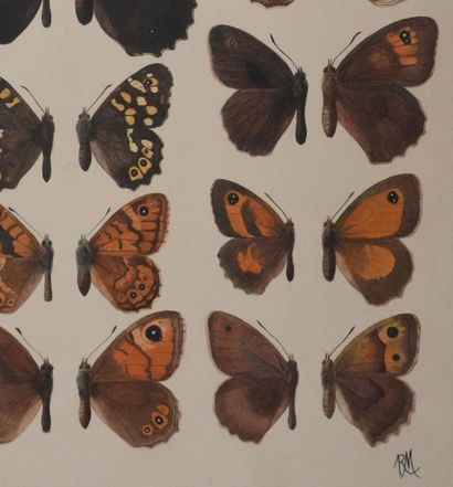 Roger METAYE (1921-2006)
Planche de lépidoptérologie...