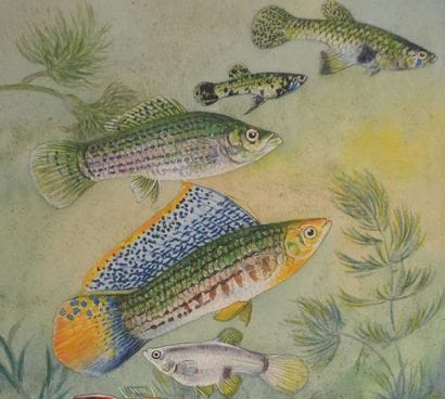 Fernand ANGEL (1881-1950)
Planche d'ichtyologie...