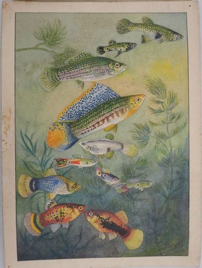 Fernand ANGEL (1881-1950)
Planche d'ichtyologie...