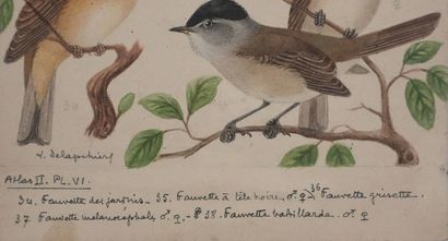 Louis DELAPCHIER (1878-1959)
Planche d'ornithologie...