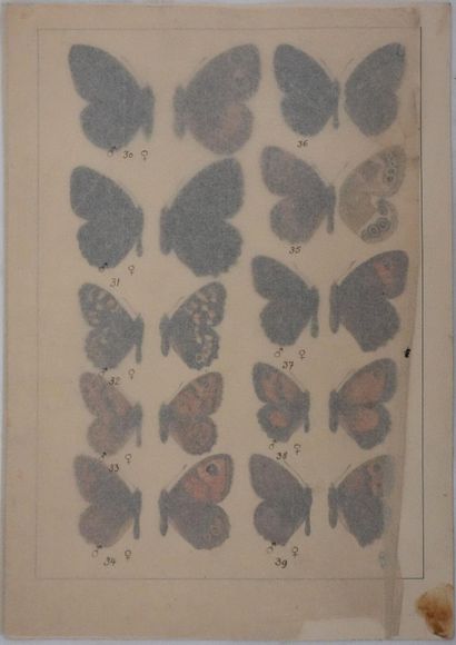 Roger METAYE (1921-2006)
Planche de lépidoptérologie...