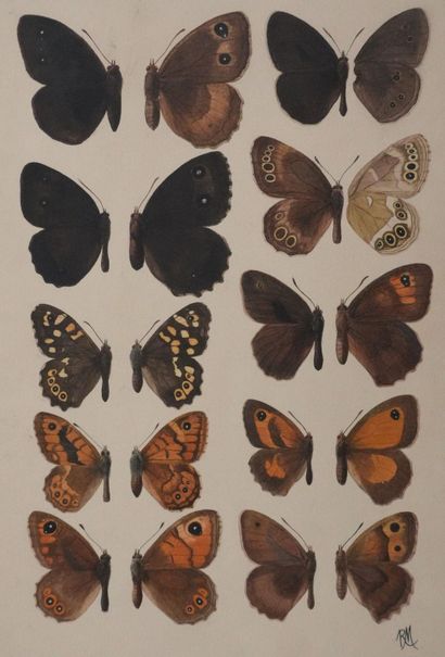 Roger METAYE (1921-2006)
Planche de lépidoptérologie...