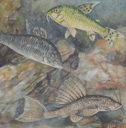 Fernand ANGEL (1881-1950)
Planche d'ichtyologie...
