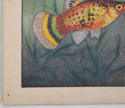 Fernand ANGEL (1881-1950)
Planche d'ichtyologie...