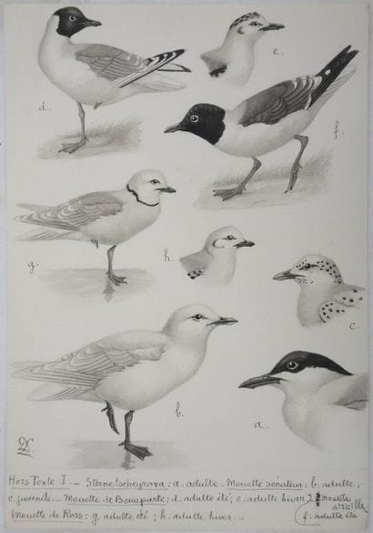 Louis DELAPCHIER (1878-1959)
Planche d'ornithologie...