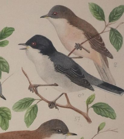 Louis DELAPCHIER (1878-1959)
Planche d'ornithologie...