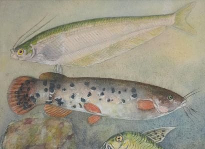 Fernand ANGEL (1881-1950)
Planche d'ichtyologie...