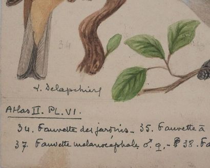 Louis DELAPCHIER (1878-1959)
Planche d'ornithologie...