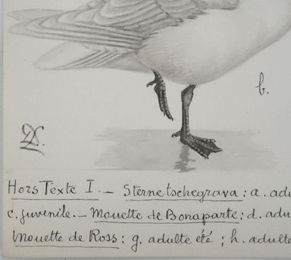 Louis DELAPCHIER (1878-1959)
Planche d'ornithologie...
