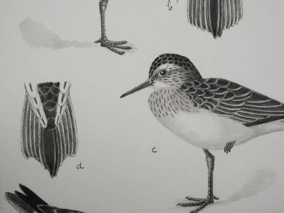 Louis DELAPCHIER (1878-1959)
Planche d'ornithologie...