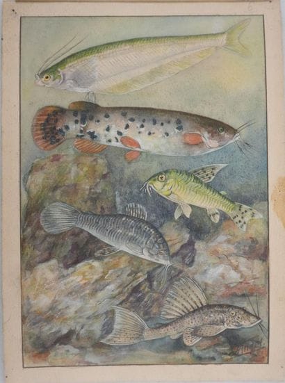 Fernand ANGEL (1881-1950)
Planche d'ichtyologie...