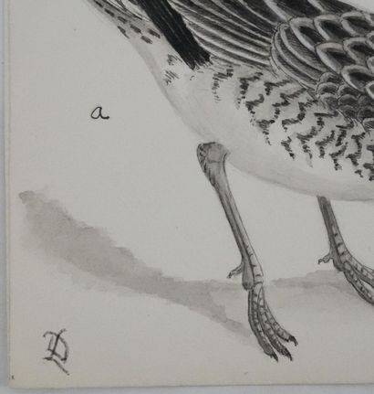 Louis DELAPCHIER (1878-1959)
Planche d'ornithologie...