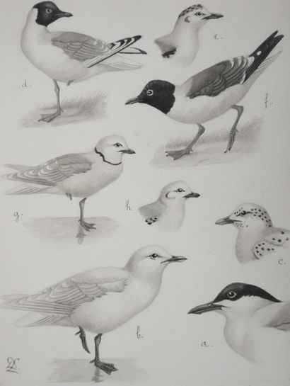 Louis DELAPCHIER (1878-1959)
Planche d'ornithologie...