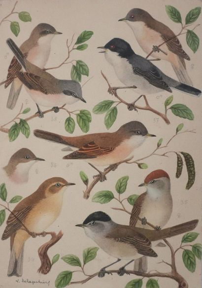 Louis DELAPCHIER (1878-1959)
Planche d'ornithologie...