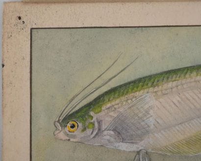 Fernand ANGEL (1881-1950)
Planche d'ichtyologie...
