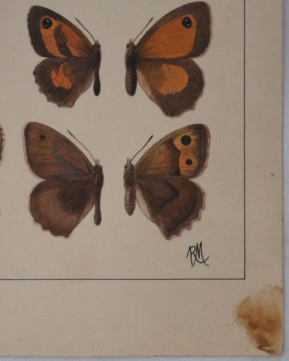 Roger METAYE (1921-2006)
Planche de lépidoptérologie...