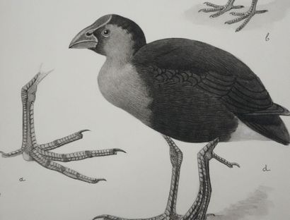 Louis DELAPCHIER (1878-1959)
Planche d'ornithologie...