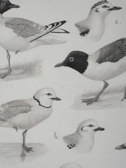 Louis DELAPCHIER (1878-1959)
Planche d'ornithologie...