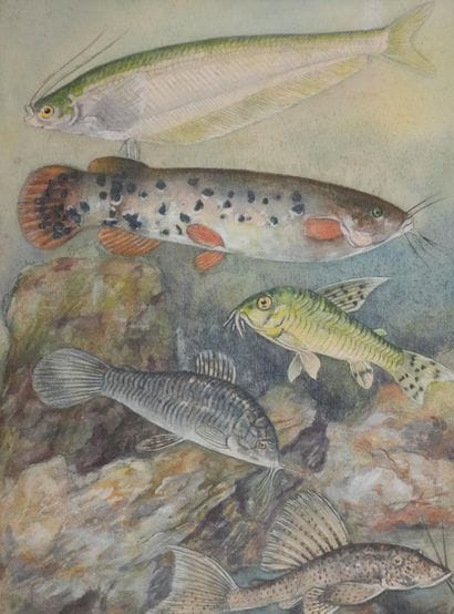 Fernand ANGEL (1881-1950)
Planche d'ichtyologie...