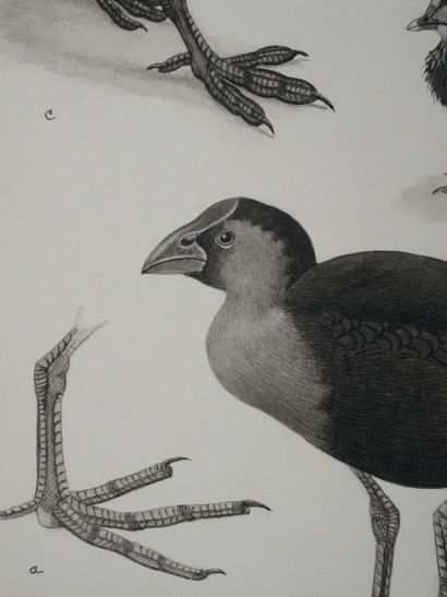 Louis DELAPCHIER (1878-1959)
Planche d'ornithologie...